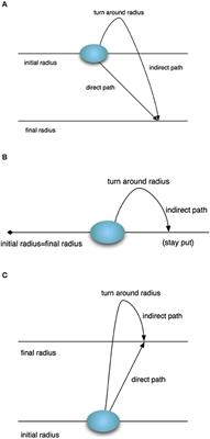 Self-Gravitating Stellar Collapse: Explicit Geodesics and Path Integration